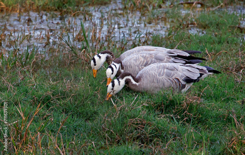 Bar headed geese feeding in a field