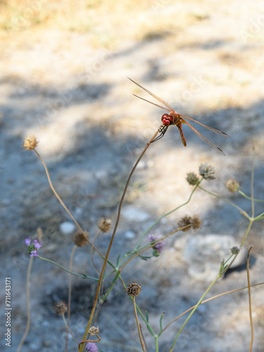 Libellule aux Baux de Provence © yamathom
