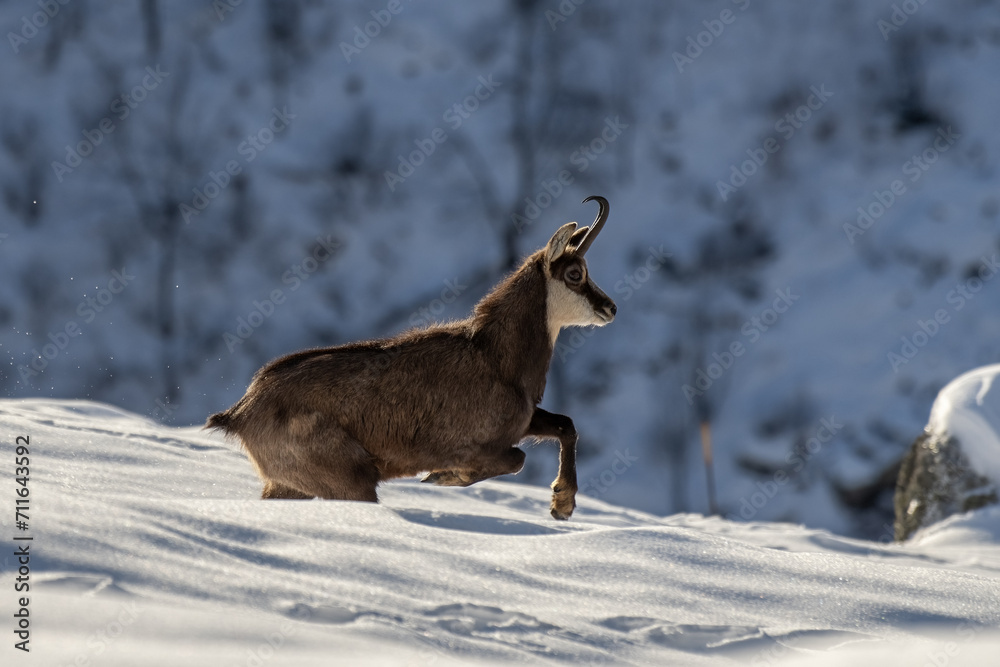 Alpine chamois or wild mountain goat (Rupicapra rupicapra) caught in the act of sprinting on a prairie completely covered in snow with snow-covered forests in the background. Alps, Italy. January.