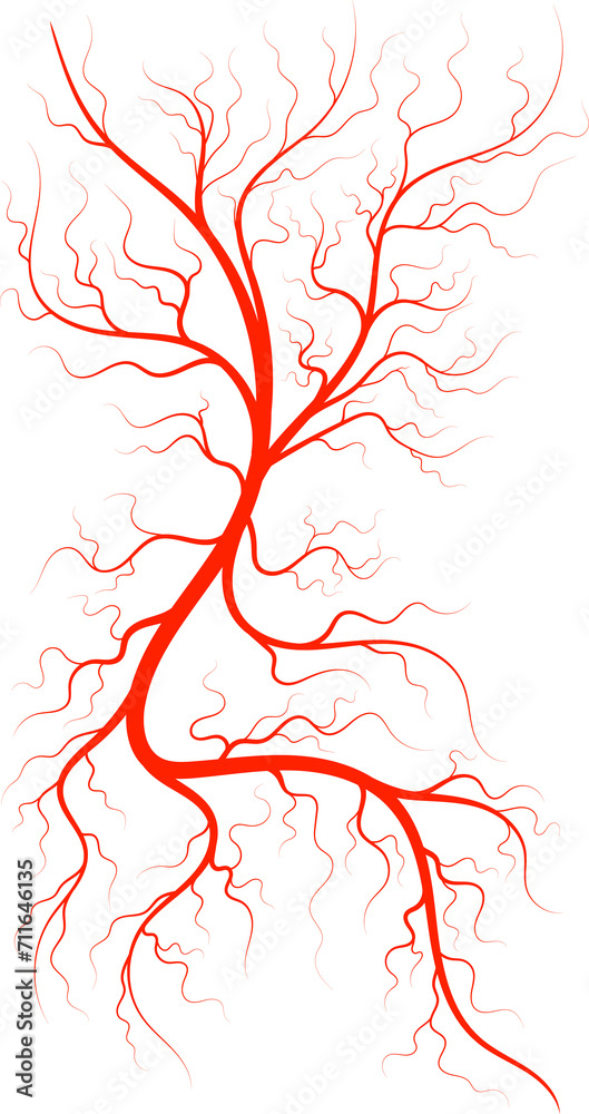 Blood eye capillary spider veins, superficial vein Blood eye capillary spider veins, superficial vein