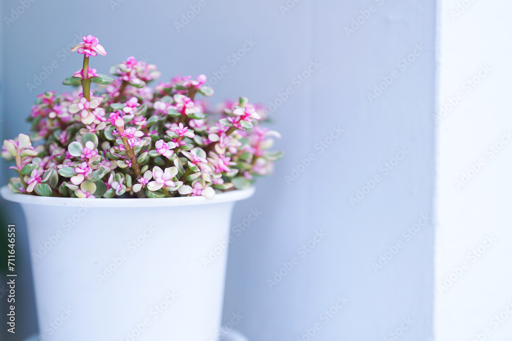 Close up and selective focus Bonsai style money tree in pot. Crassula ovata arborescens(e) Undulatifolia Curly bird. Home decor. Indoor plant
Close up and selective focus Bonsai style money tree in pot. Crassula ovata arborescens(e) Undulatifolia Curly bird. Home decor. Indoor plant
