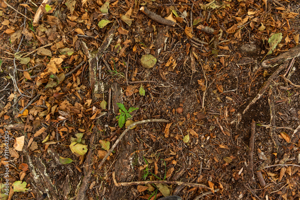 imagen detalle textura suelo de tierra lleno de ramas secas, hojas y piedras imagen detalle textura suelo de tierra lleno de ramas secas, hojas y piedras