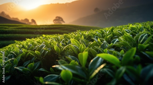 Tea field farm with view of natural fresh green tea leaf shoots in peak morning light.