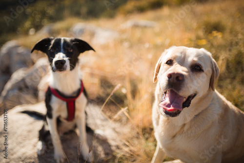 a border collie puppy and a labrador dog sitting on a mountain  © Oszkár Dániel Gáti