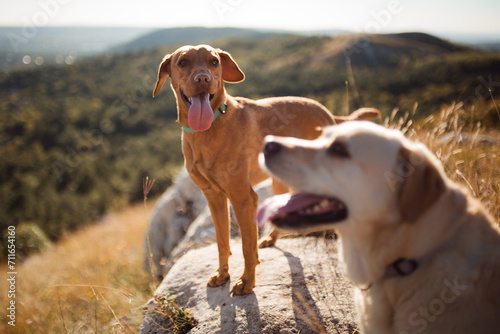 hungarian vizsla mixed breed puppy dog standing on a rock with a yellow labrador retriever photo
