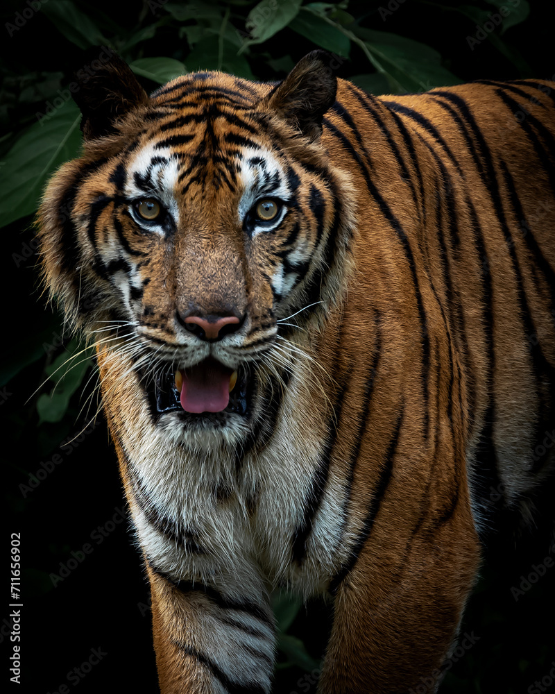 Fototapeta premium Photos of tiger in naturally.