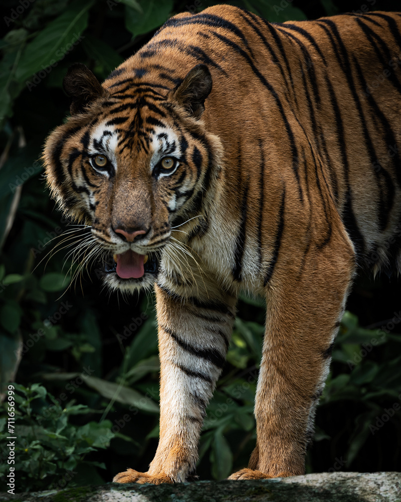 Fototapeta premium Photos of tiger in naturally.