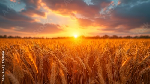 AI illustration of a sunset over a golden wheat field. photo