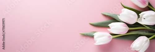 White tulips on right side, pink isolated background, with generous copy space for text placement