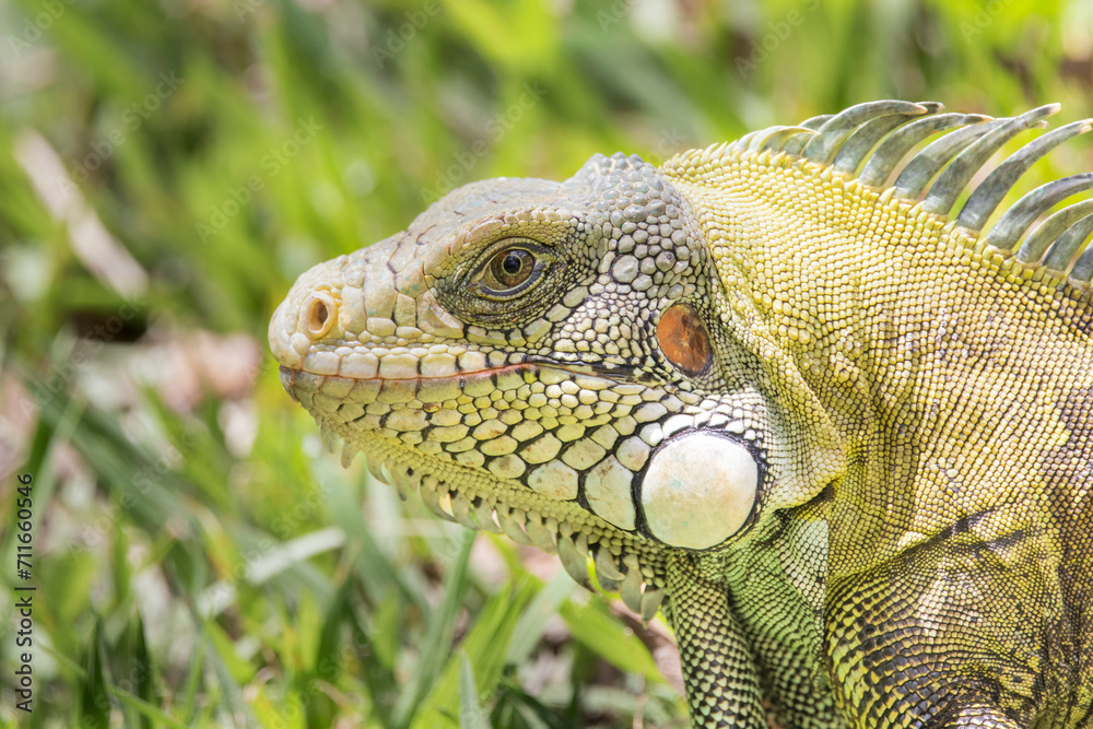 Obraz premium Brazilian Wildlife is very beautiful have many species with colorful variables. Are apes, lizards, mammals, felins, caimans, cats, bats, crabs and many others.