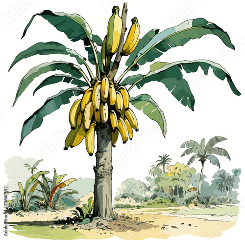 banana tree on the beach