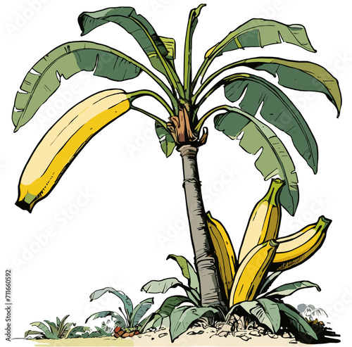 banana tree branch