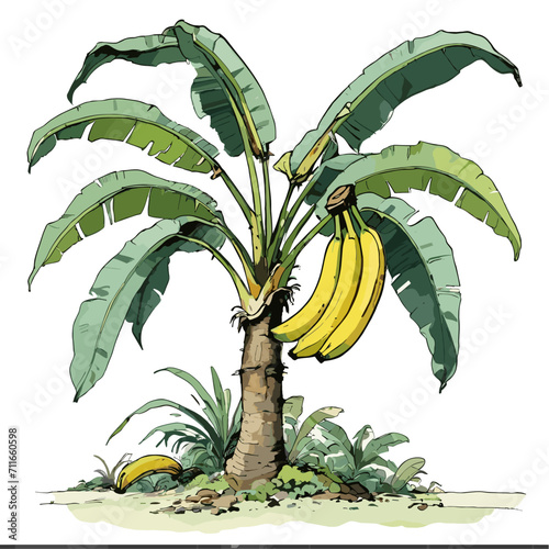 banana tree with banana