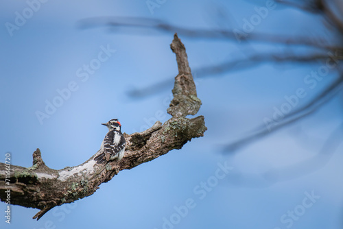 Cuadro en lienzo Downy woodpecker rests on a dead branch of a walnut tree