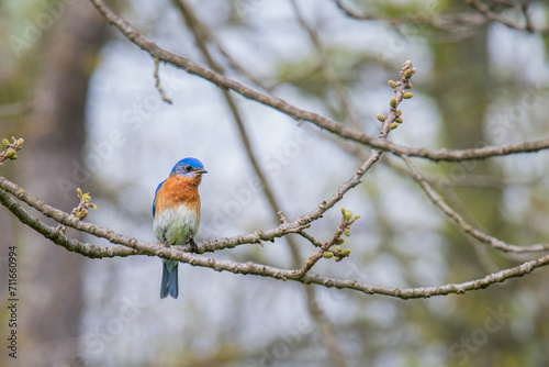 Male bluebird sits perched in a tree starting to bloom in spring
