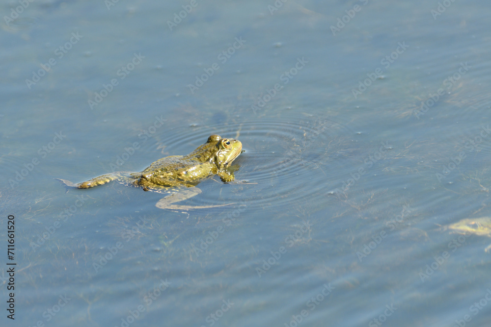 Edible frog swims in the muddy water