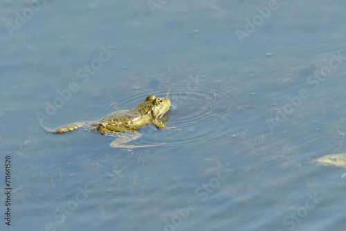 Obraz na płótnie Edible frog swims in the muddy water w salonie
