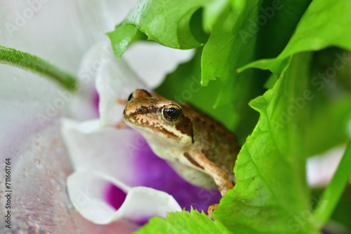 Obraz na płótnie Macro photo of the head of a small frog in a colorful background of plants on the surface of a pond w salonie