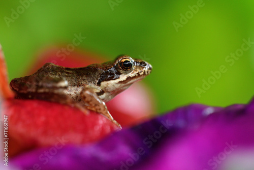 Obraz na płótnie Macro photo of the head of a small frog in a colorful background of plants on the surface of a pond w salonie