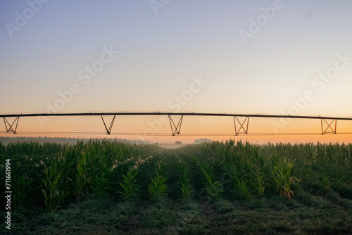 sunrise over the cornfield