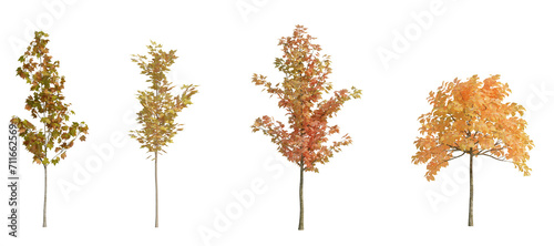 3d rendering Autumn tree isolated cut background