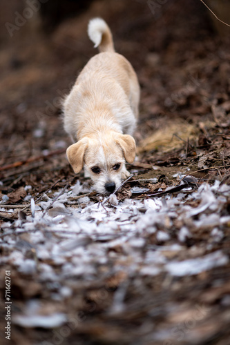 Dog find something in nature 