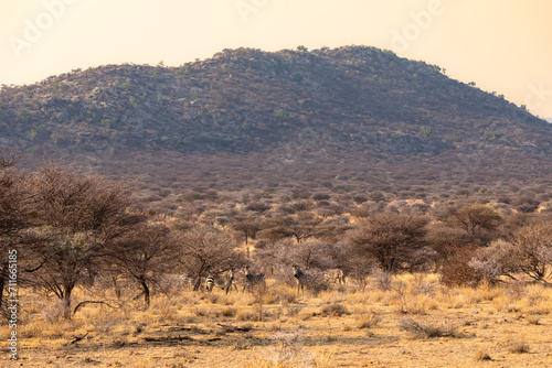 Zebra blend into the dry landscape in central Namibia.