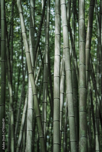 Fototapeta Naklejka Na Ścianę i Meble -  bamboo forest background