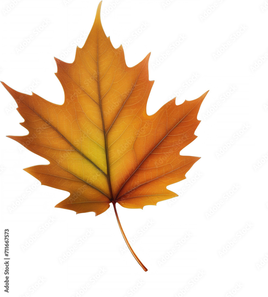 Autumn-hued leaf isolated on a clear background with a textured overlay. Autumn-hued leaf isolated on a clear background with a textured overlay.