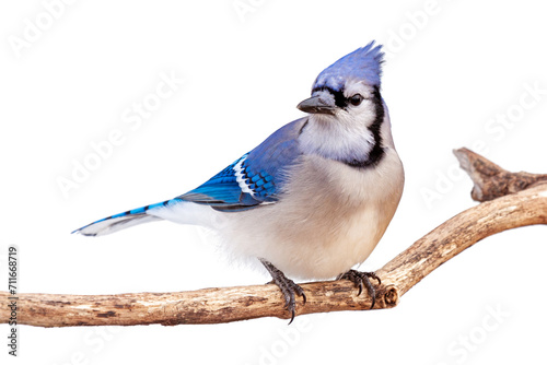 Bluejay Looking Sideways Perched on a Branch