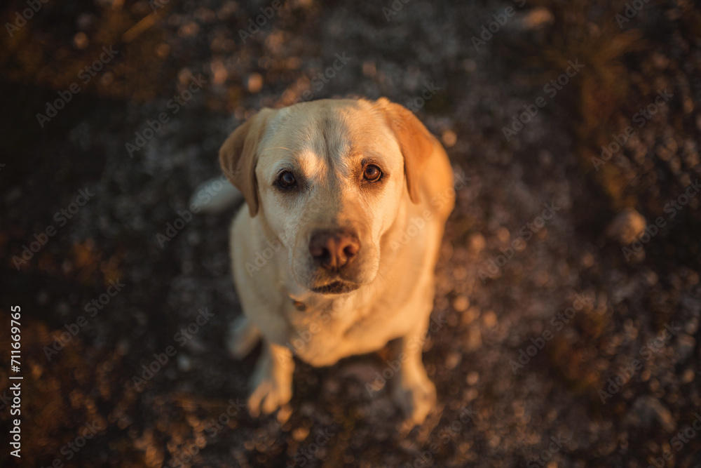 older yellow labrador retriever dog sitting looking up at the camera at sunset