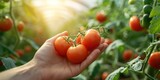 Hand harvesting tomato in a greenhouse smart farm