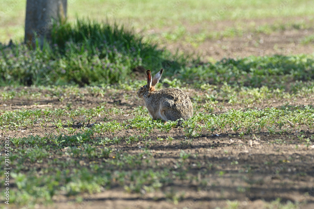 Brown hare eating spring green grass on the meadow