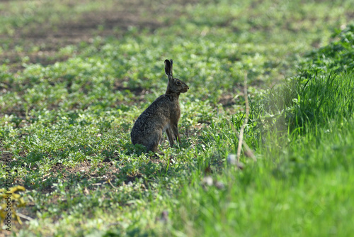 Obraz na płótnie Brown hare wildlife walking on agricultural field w salonie