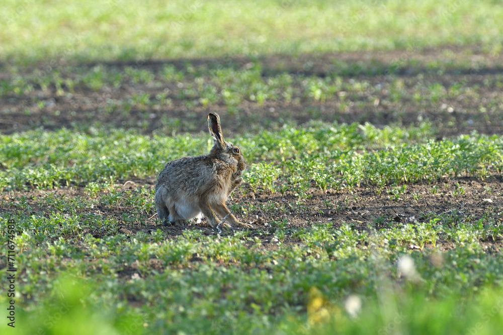 Brown hare wildlife walking on agricultural field