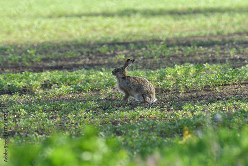 Obraz na płótnie Brown hare eating spring green grass on the meadow w salonie
