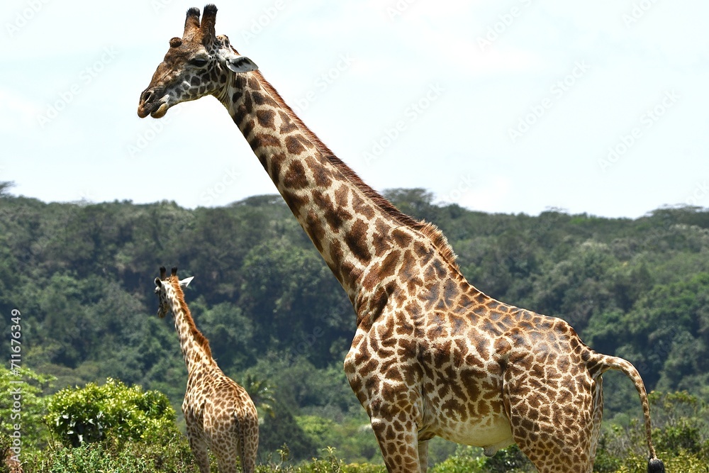 Obraz premium Giraffen im Arusha-Nationalpark in Tansania