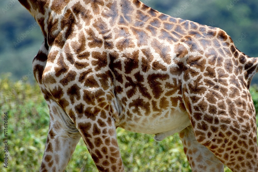 Giraffen im Arusha-Nationalpark in Tansania Giraffen im Arusha-Nationalpark in Tansania