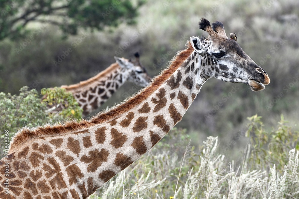 Giraffen im Arusha-Nationalpark in Tansania Giraffen im Arusha-Nationalpark in Tansania