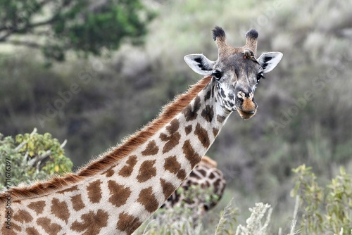 Fototapeta Naklejka Na Ścianę i Meble -  Giraffen im Arusha-Nationalpark in Tansania