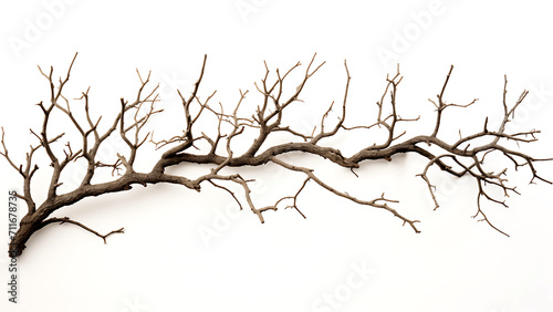 Dry branch isolated on white background. 3d render illustration. © Rama