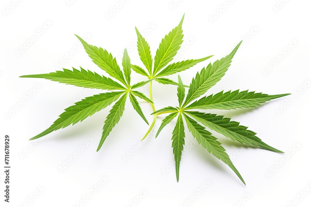 Green fresh cannabis leaves on a white background.