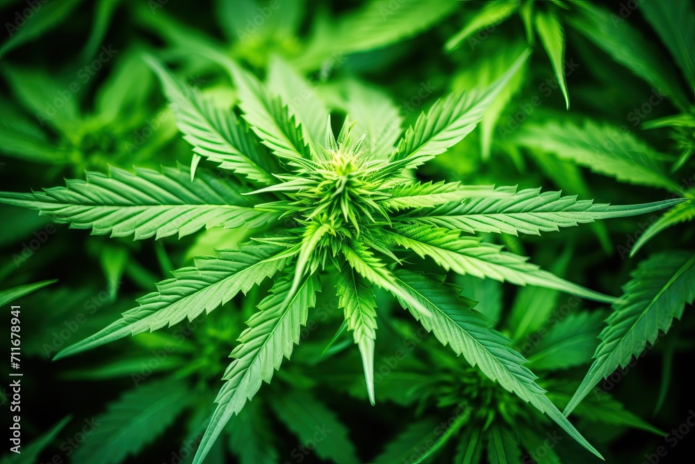 Marijuana leaves on a black background, marijuana background. Marijuana leaves on a black background, marijuana background.