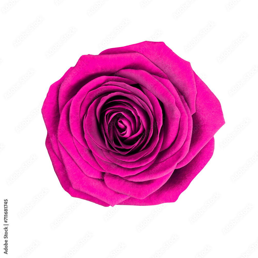 Rose flower transparent Rose flower transparent