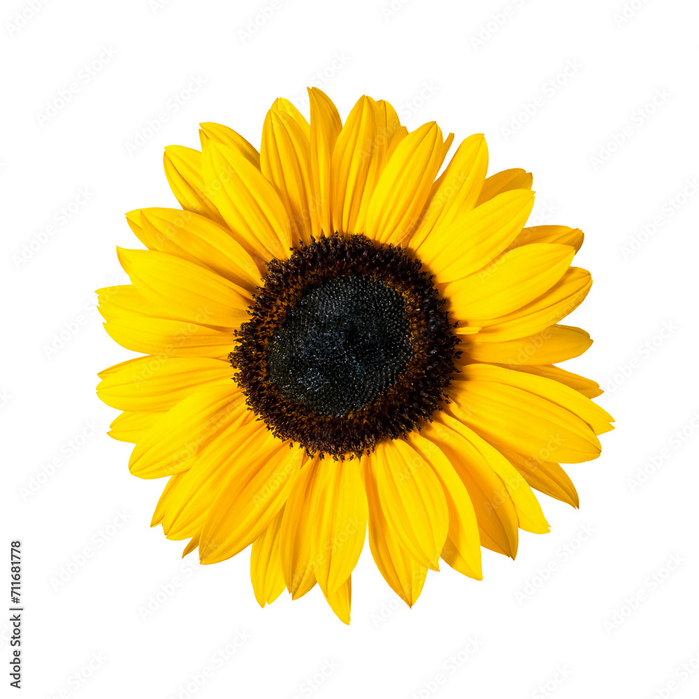 Sunflower flower transparent Sunflower flower transparent