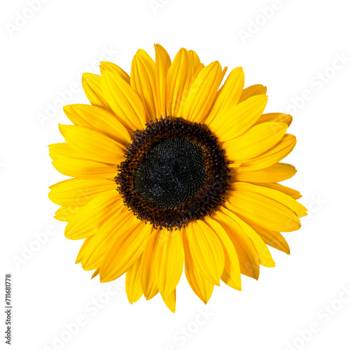 Sunflower flower transparent