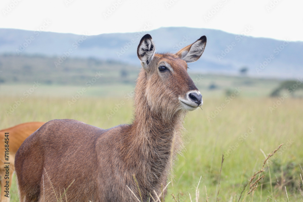 Female waterbuck at Maasai Mara National Reserve in Kenya Female waterbuck at Maasai Mara National Reserve in Kenya
