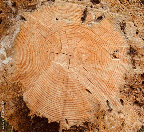 Vászonkép cur trunk of a tree showing the age rings
