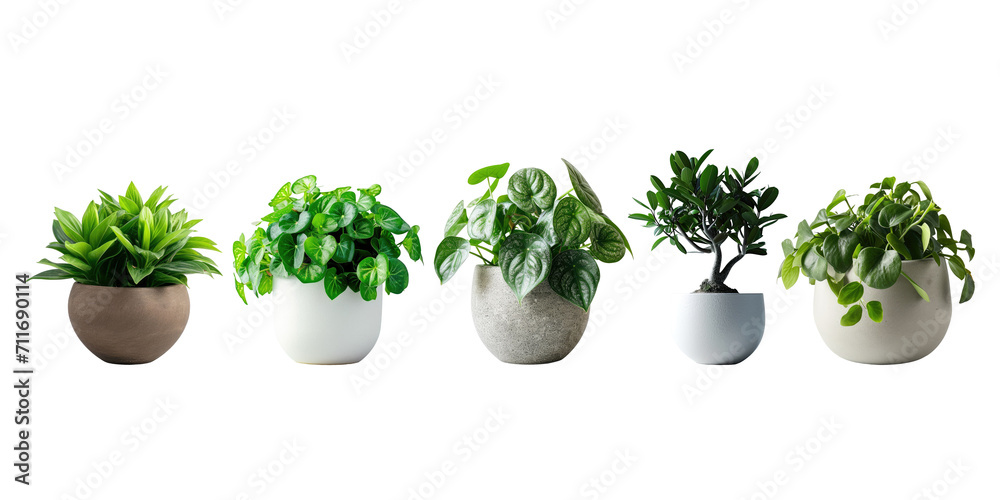 Set of Green plants in potted for interior decoration isolated on transparent png background, Houseplant for decorated in bedroom or living room, minimal natural health concept. Set of Green plants in potted for interior decoration isolated on transparent png background, Houseplant for decorated in bedroom or living room, minimal natural health concept.