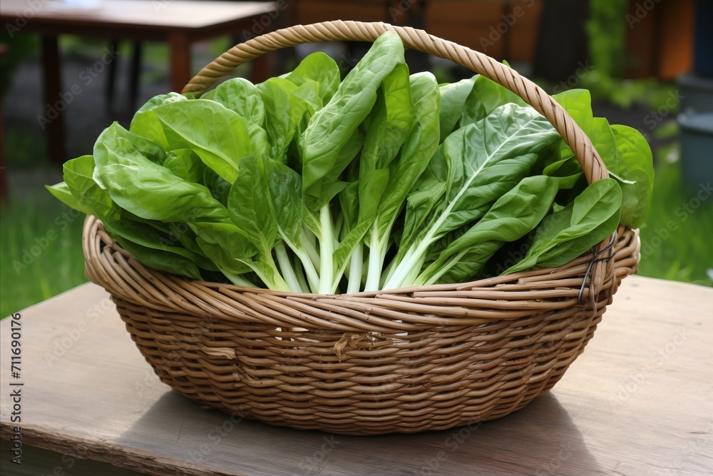 Fresh organic spinach harvest in traditional wicker basket Fresh organic spinach harvest in traditional wicker basket
